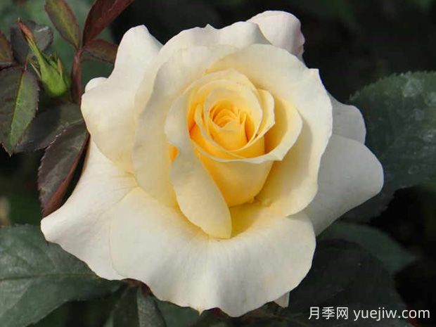 晴空月季的優(yōu)缺點(diǎn)是什么？(圖1)