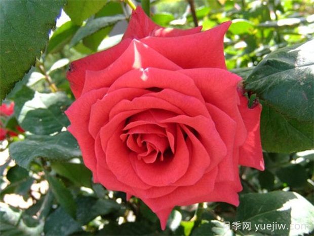 紅衣主教月季的優(yōu)缺點(diǎn)是什么？(圖1)