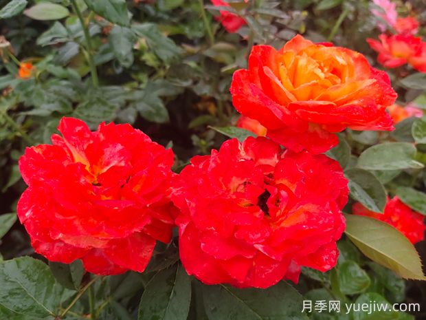 卻可克月季的優(yōu)缺點(diǎn)是什么？(圖1)