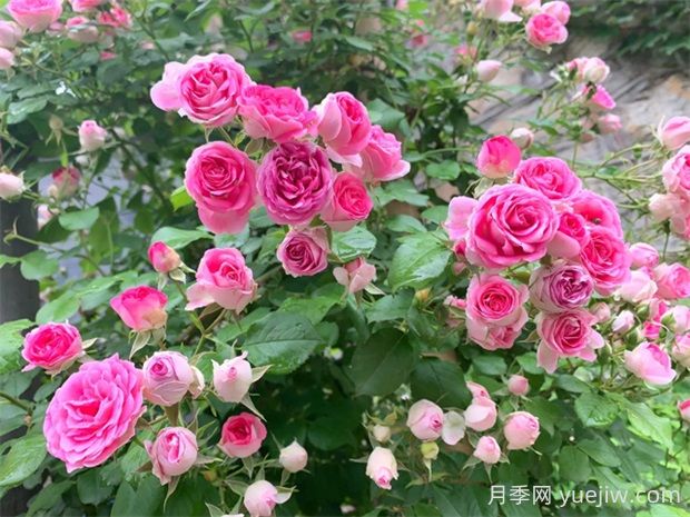 胭脂扣月季的優(yōu)缺點(diǎn)是什么？(圖1)
