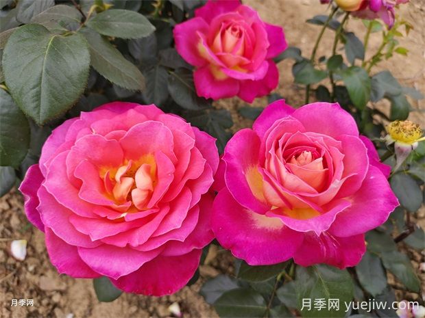 北極風(fēng)神月季的優(yōu)缺點(diǎn)是什么？(圖1)