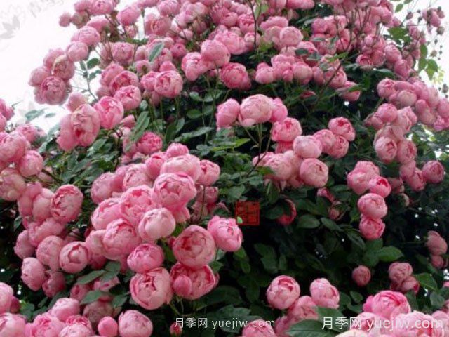 強盜騎士月季的優(yōu)缺點(diǎn)是什么？(圖1)