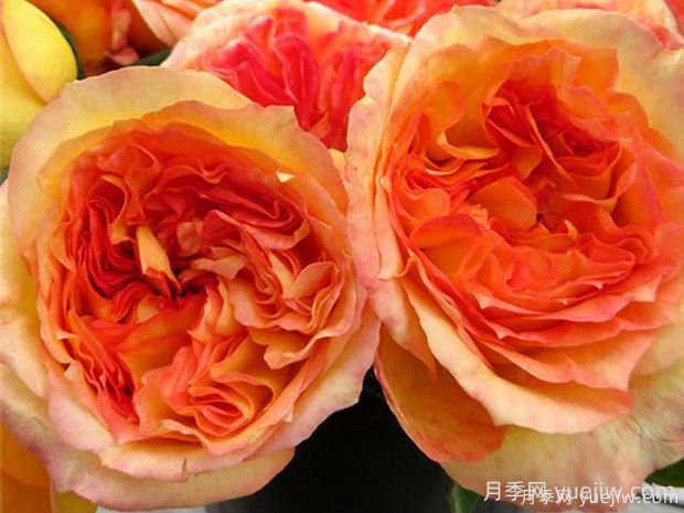 亨利戴爾巴德月季的優(yōu)缺點(diǎn)是什么？(圖1)
