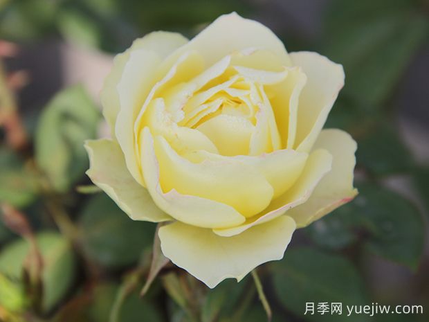 推薦6種綠色系月季品種，清新脫俗，難得一見(jiàn)(圖2)