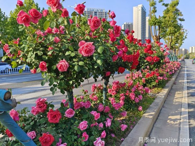 南陽(yáng)月季，月季之鄉譽(yù)滿(mǎn)全球(圖1)