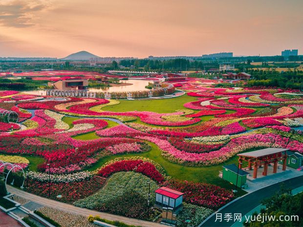 南陽(yáng)月季，月季之鄉譽(yù)滿(mǎn)全球(圖2)