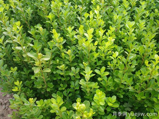 四種常用綠籬簡(jiǎn)介(圖1)