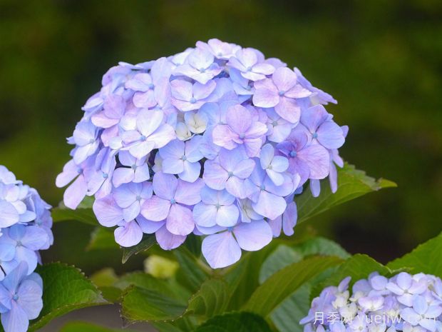 繡球是木本還是草本？(圖1)