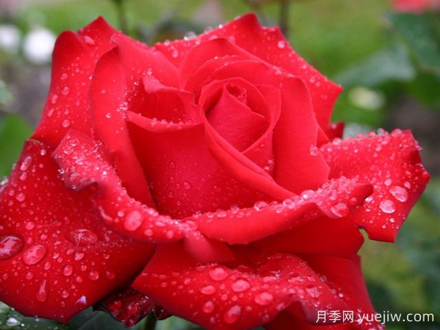 摯愛(ài)月季/大愛(ài)/深?lèi)?ài)(圖4)