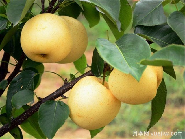 院子里種植什么果樹(shù)好？(圖1)