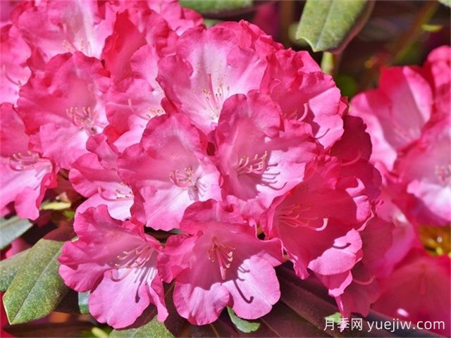 杜鵑花和映山紅的區別(圖1)