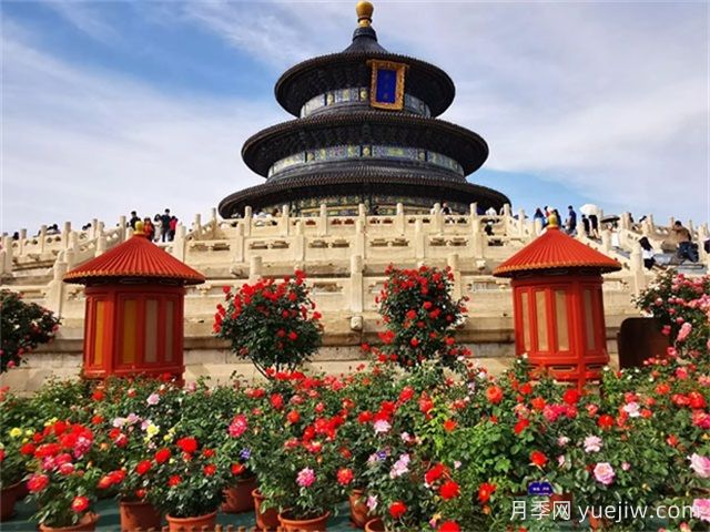 北京月季市花文化和景觀(guān)圖集(圖1)