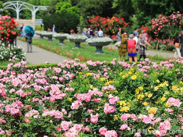 北京月季市花文化和景觀(guān)圖集(圖2)