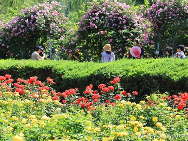北京月季市花文化和景觀(guān)圖集(圖3)