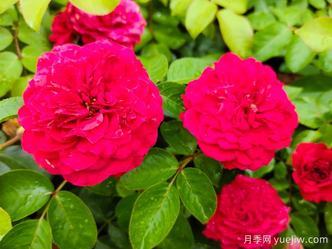 紅達/紅色達芬奇月季基地杯苗美植袋苗批發(fā)(圖1)