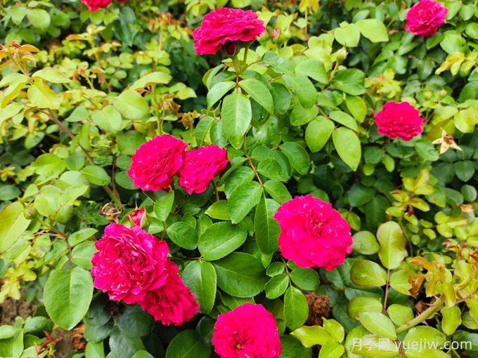 紅達/紅色達芬奇月季基地杯苗美植袋苗批發(fā)(圖2)