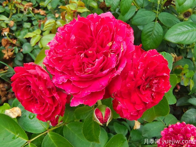 紅達/紅色達芬奇月季基地杯苗美植袋苗批發(fā)(圖3)
