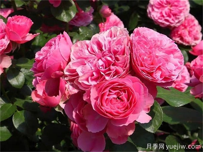 粉色達芬奇月季，花色迷人，耐熱耐寒(圖1)