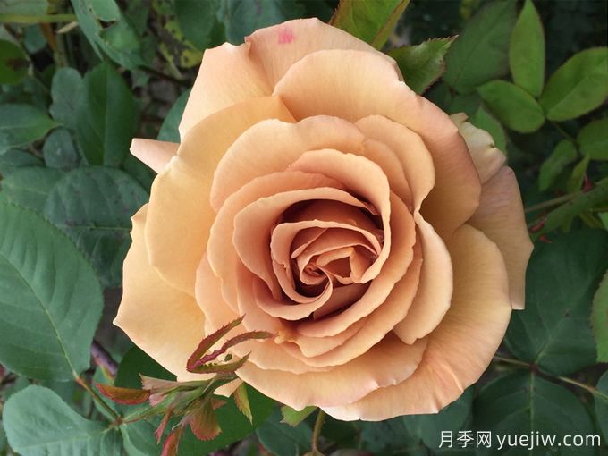 蘇格蘭黃油月季，優(yōu)秀復古黃色切花(圖1)