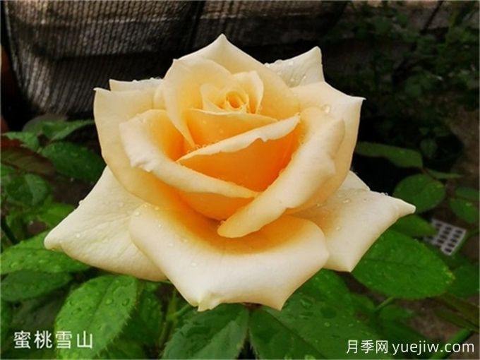 推薦5個(gè)高杯狀切花月季品種，人見(jiàn)人愛(ài)(圖2)
