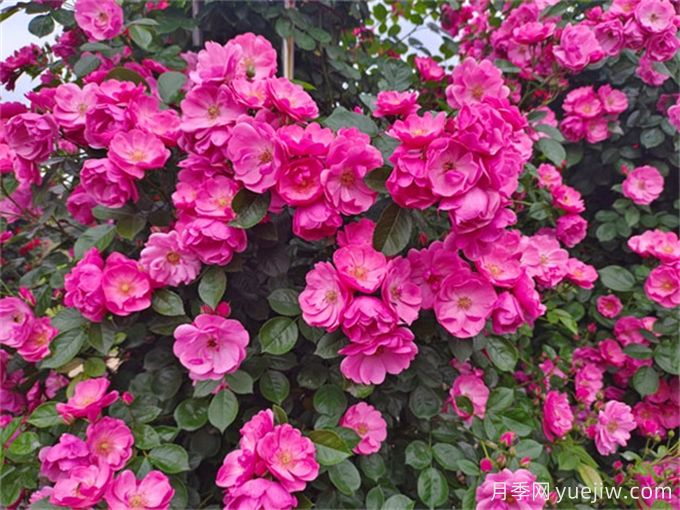 月季花，四季綻放的芬芳傳奇(圖1)