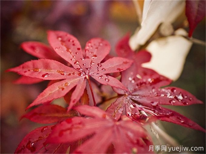 紅楓樹(shù)養殖辦法(圖1)