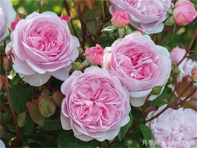7個(gè)超級漂亮的粉色月季花品種，又美又仙又香(圖1)