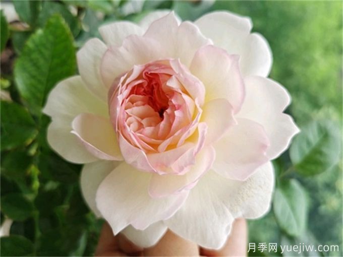 夏季陰雨連綿，依然綻放的10個(gè)濃香美麗月季品種(圖2)