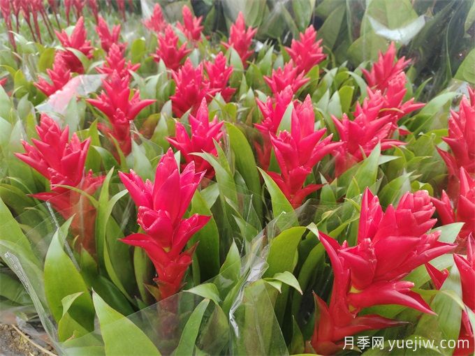 鳳梨花(紅運當頭)怎么養？(圖1)