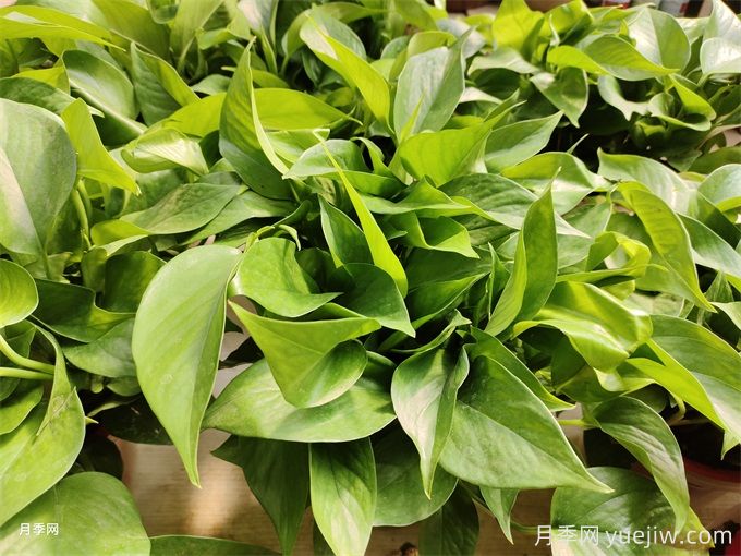室內的綠色植物如何選擇？(圖1)