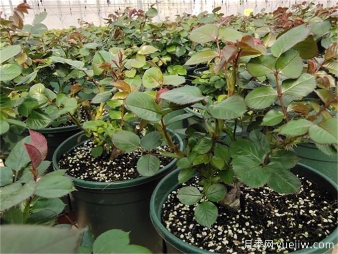 月季出筍芽，需要打頂嗎？(圖1)