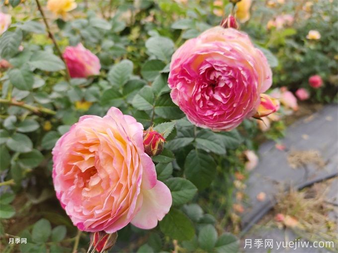 為什么月季卻光長(cháng)葉子不開(kāi)花呢？(圖1)