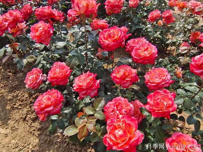 怎樣才能使月季花繁葉茂、株形美觀(guān)？(圖1)