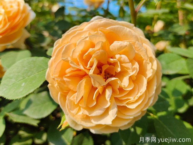 月季薔薇玫瑰，怎樣辨認薔薇三姐妹？(圖1)