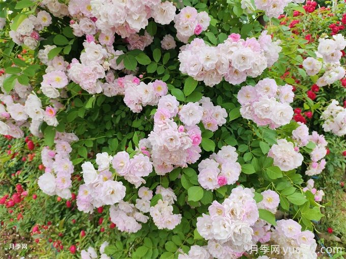 月季薔薇玫瑰，怎樣辨認薔薇三姐妹？(圖2)