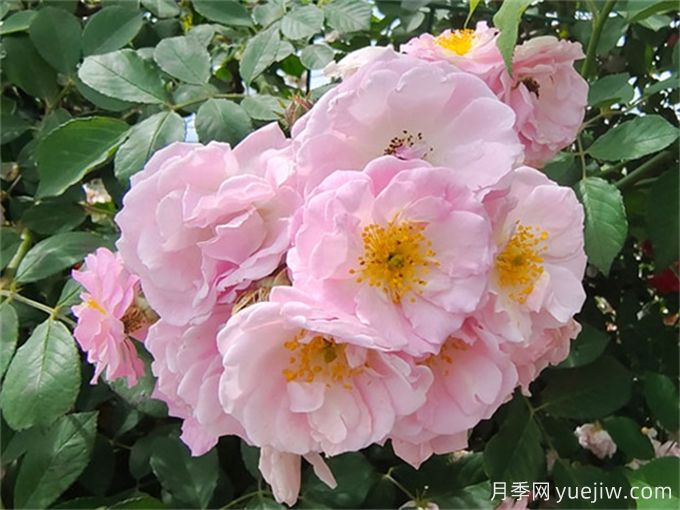 薔薇花養殖方法和注意事項(圖1)