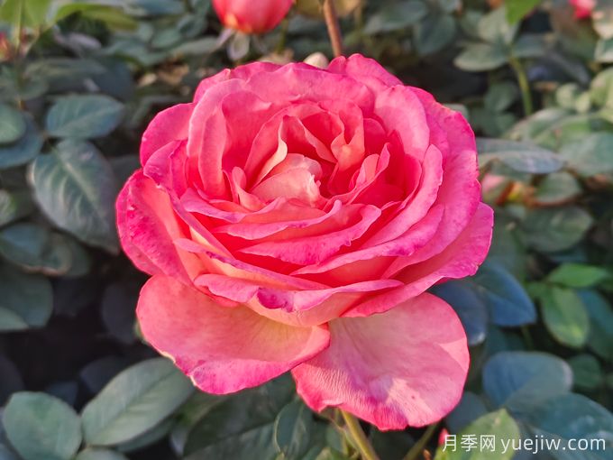 南陽(yáng)月季繁育基地教你輕松辨別月季、玫瑰和薔薇(圖1)