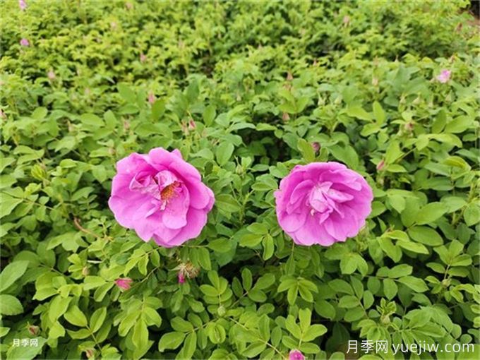 南陽(yáng)月季繁育基地教你輕松辨別月季、玫瑰和薔薇(圖2)