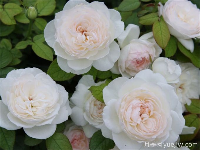 推薦11種白色系月季品種，花朵優(yōu)雅純潔(圖3)