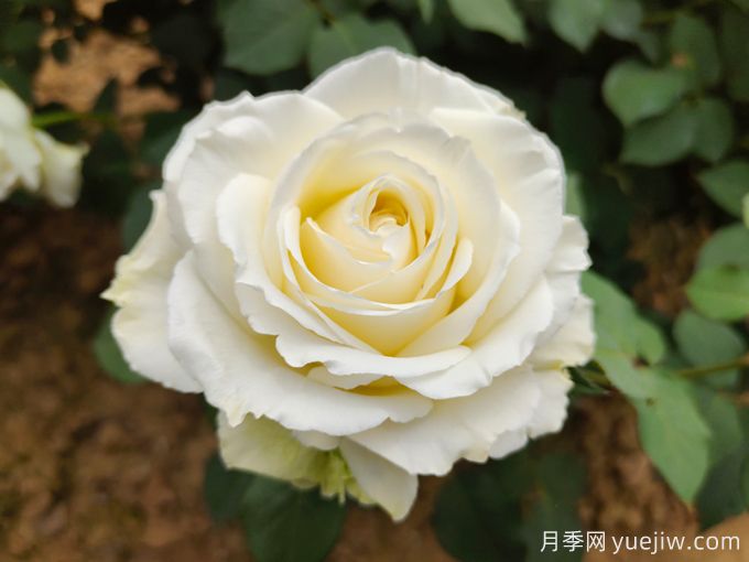 推薦11種白色系月季品種，花朵優(yōu)雅純潔(圖1)