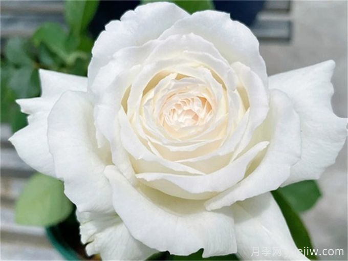 推薦11種白色系月季品種，花朵優(yōu)雅純潔(圖4)