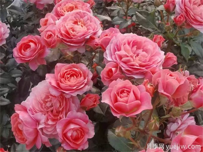 陽(yáng)臺月季系列，豐花勤花又抗病，輕松待機10個(gè)月(圖3)