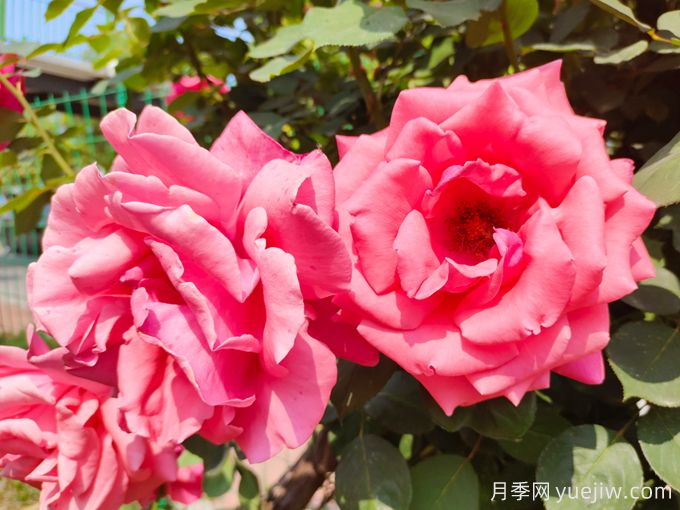 月季之美，在于持久不衰的芬芳(圖1)