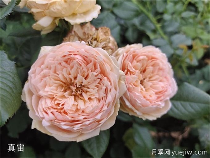 真宙月季，花色迷人，耐熱抗病型好(圖2)