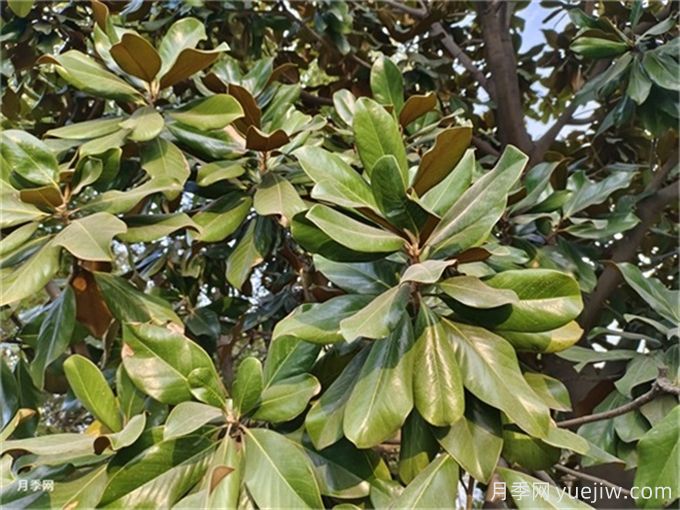 一年四季不落葉的樹(shù)有哪些？(圖1)