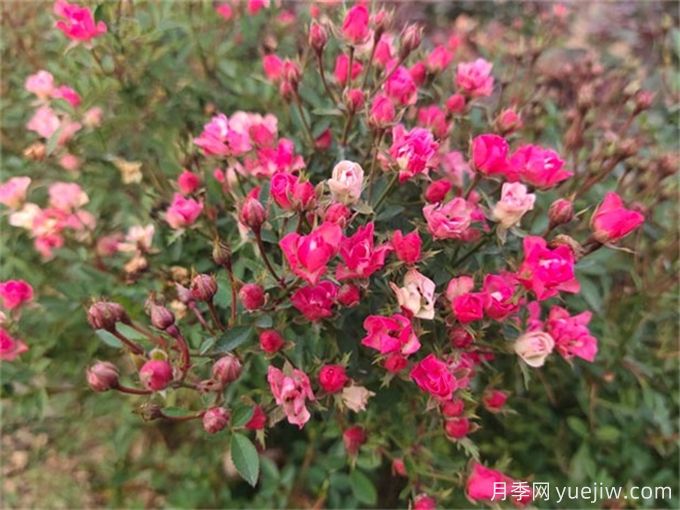 推薦12個(gè)超級微型月季品種，個(gè)個(gè)都是開(kāi)花機器(圖5)