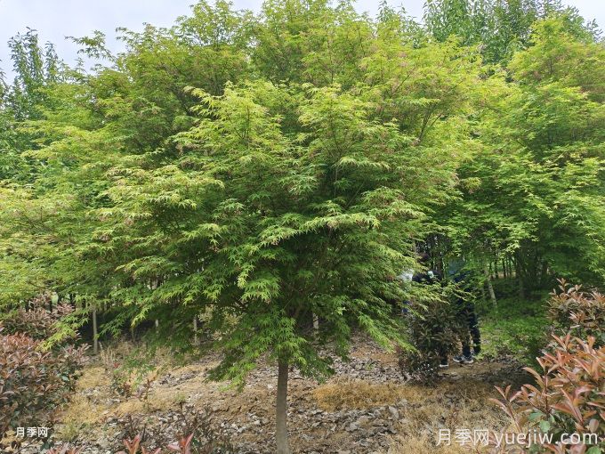 推薦20種彩葉樹(shù)種，用于園林綠化造景(圖3)