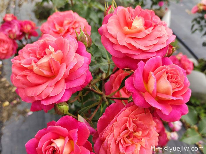 月季的花語(yǔ)是什么？什么時(shí)候開(kāi)花？(圖1)