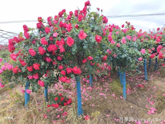 月季花的主要種類(lèi)和品種有哪些？(圖3)