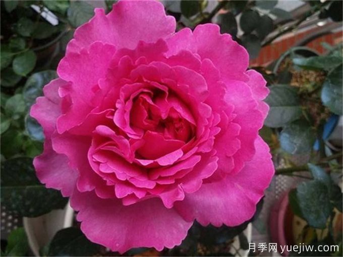 分享15種超香月季品種，香味控花友必備(圖1)